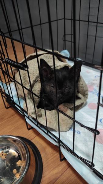 Fray inside a cage