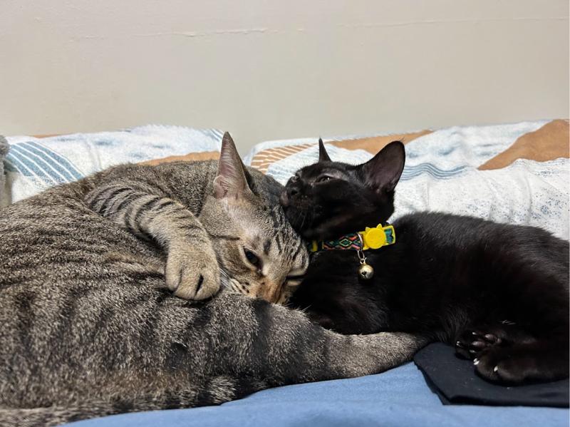 Fray bonding with our other cat, Soju